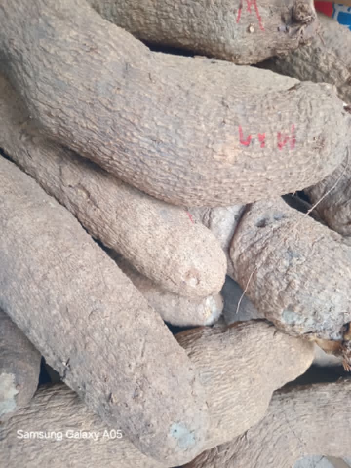 Yam