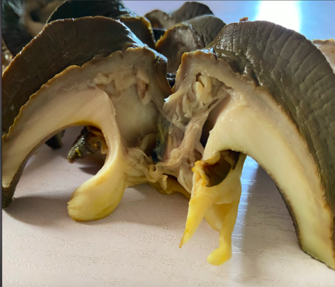 Processed Snail