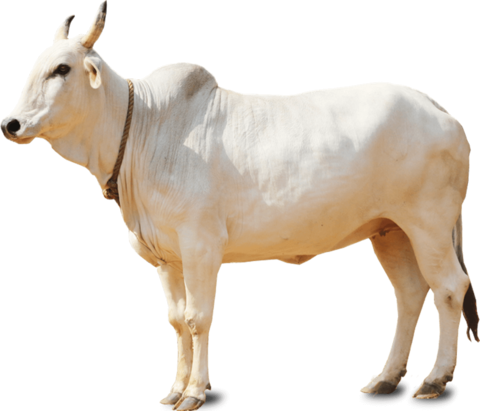 Live Bull