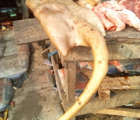 Cow Tail