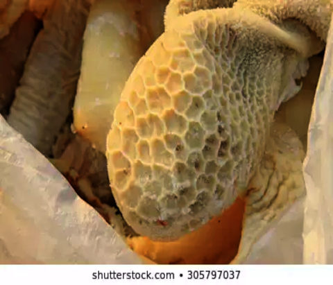 Cow stomach and intestines