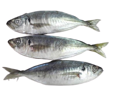 Horse Mackerel (Kote) fish