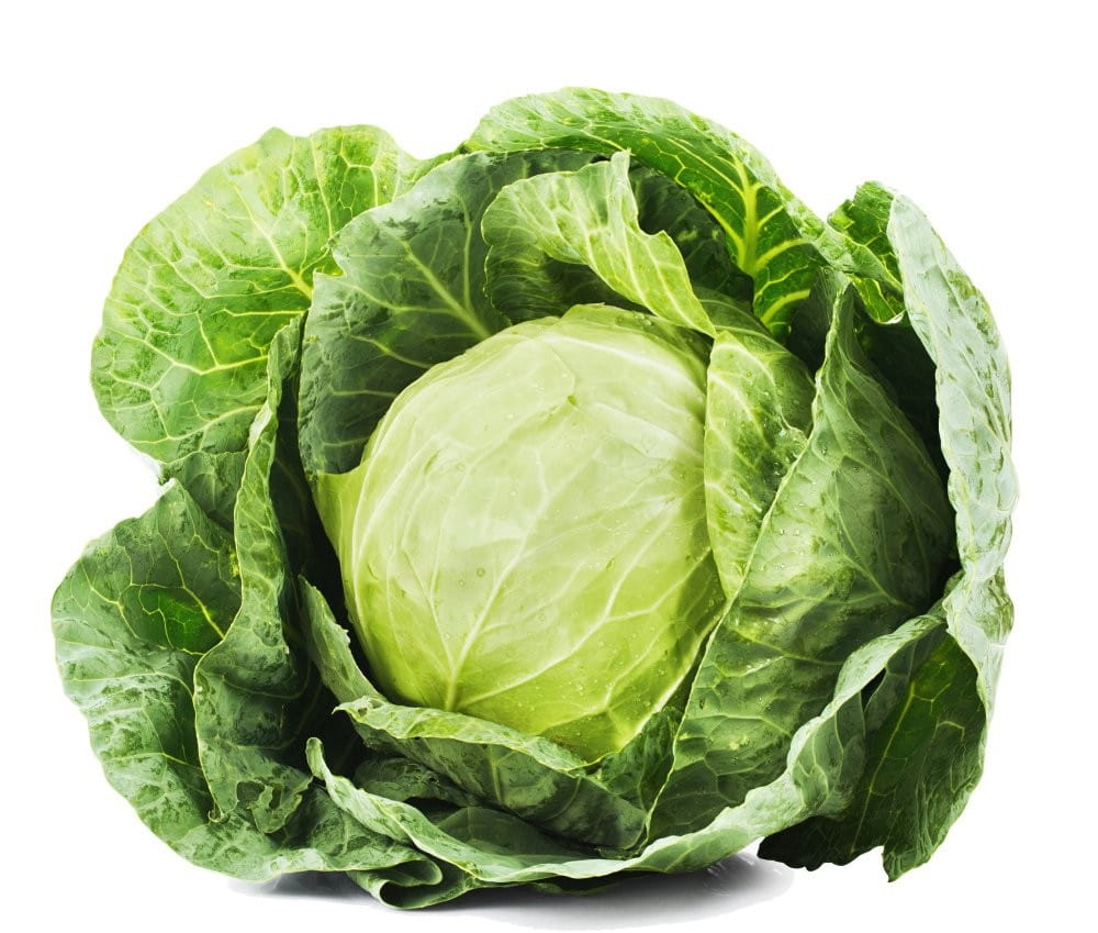 Cabbage (Medium)