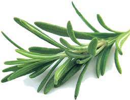 Rosemary leaf