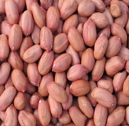 Groundnut (Fresh)