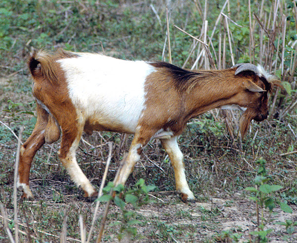 Live Goat