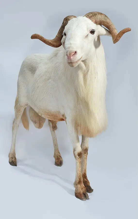 Live Ram