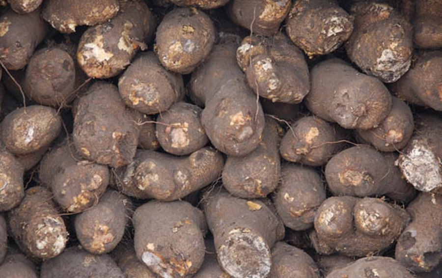Yams (Small)