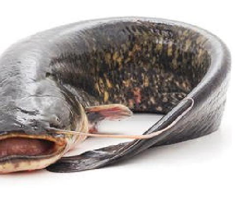 Catfish live on sale