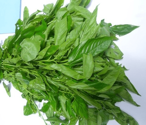 Ewedu (Corchorus olitorus)