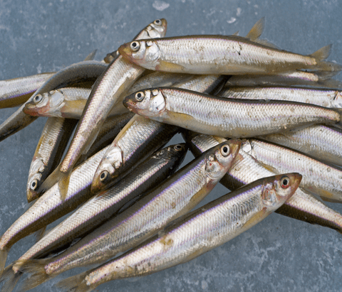 Express Fish