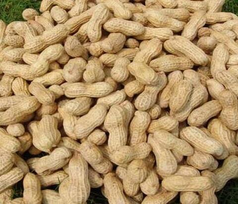 Fresh Raw Groundnuts