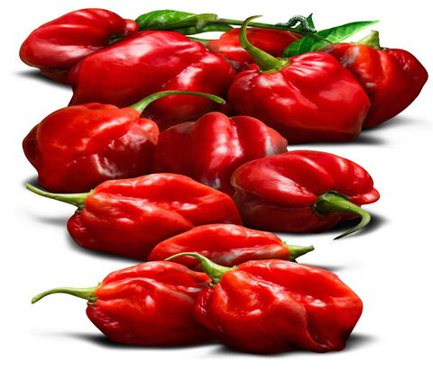 Hot Habanero Pepper (Rodo)