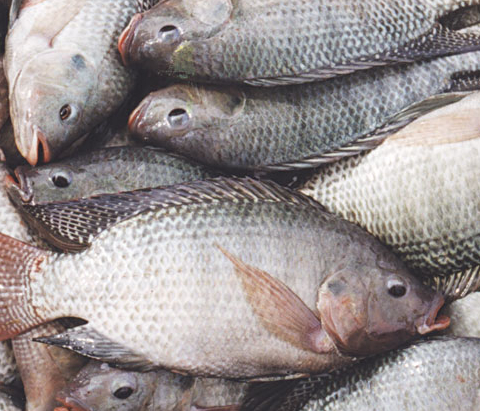 Tilapia fish