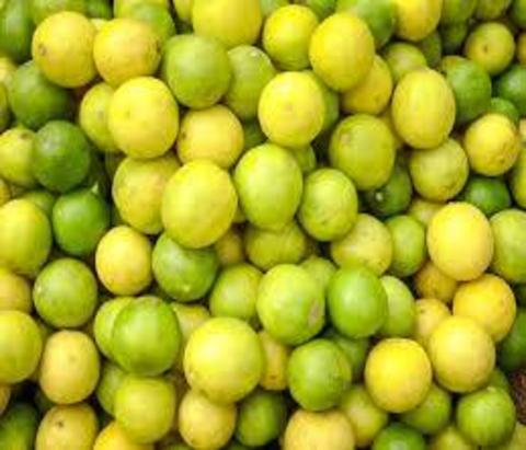 Lemon (Portugal Species)