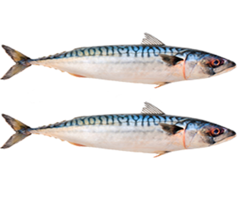 Titus (Mackerel) Fish