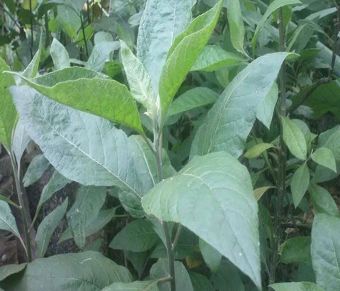Bitterleaf