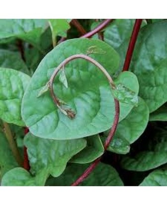 Indian Spinach (Efo Amunututu)