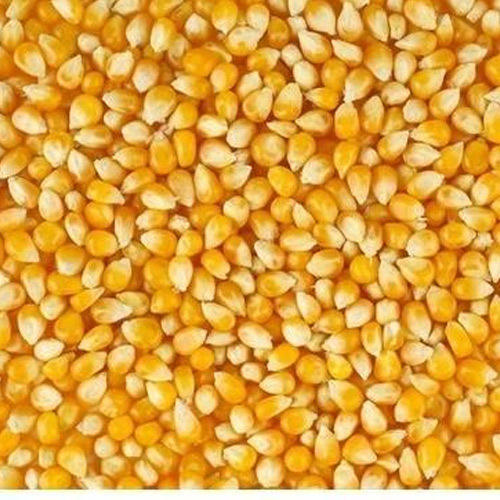 Yellow Maize (Dried)