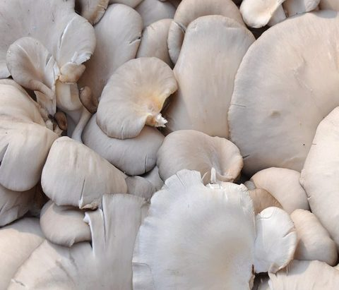 Mushroom