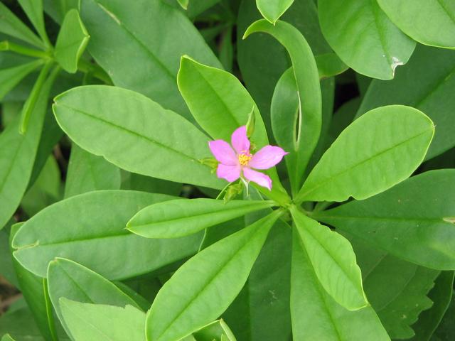 Water Leaf